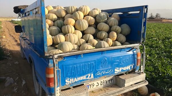 برداشت ۴۰ تا ۴۵ تن طالبی از مزارع شهرضا