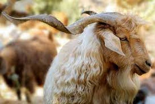 لزوم معرفی کُرک‌های مرغوب ایران به دنیا