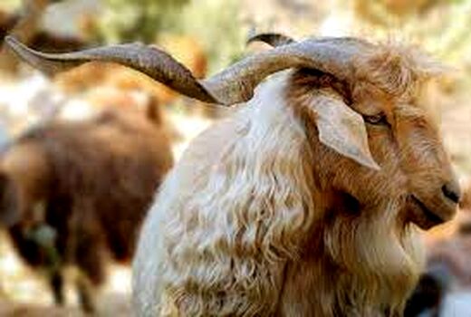 لزوم معرفی کُرک‌های مرغوب ایران به دنیا