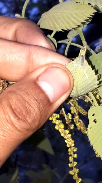 پایش و مبارزه بیولوژیک با آفات برگ‌خوار و جوانه‌خوار بلوط در جنگل‌های زاگرس