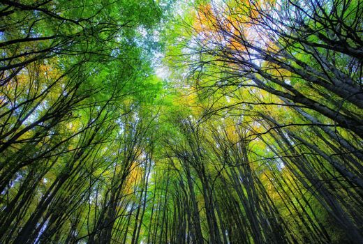 ۳۰۰ عکس برای «ثبت جهانی جنگل های هیرکانی»