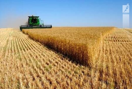 اجرای طرح جهش تولید در دیم زار‌های کردستان