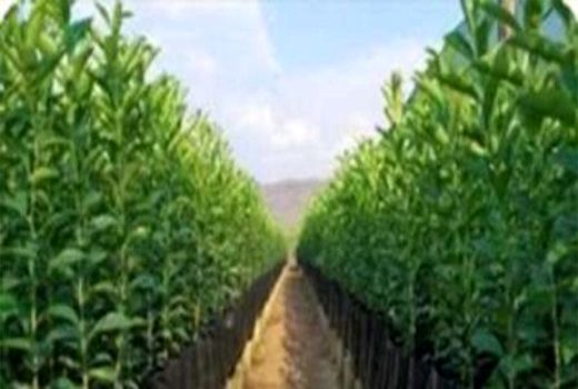 7.5 میلیارد ریال اعتبار بلاعوض برای خرید نهال یارانه دار اعطا شد
