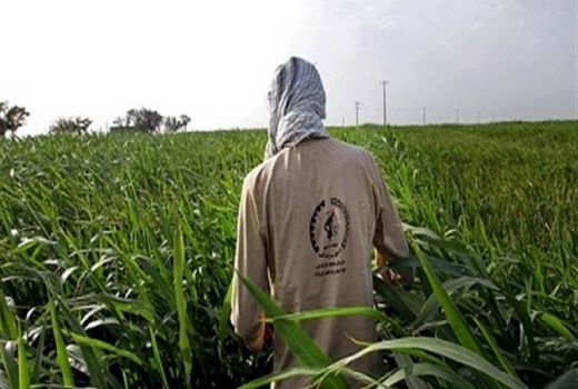 اجرای طرح همگام با کشاورز در ۸۰ روستای شهرستان نهاوند