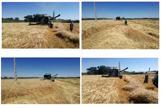 تولید 2760 تن جو توسط کشاورزان شهرستان خداآفرین