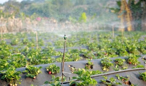 مدل ایرانی برای پس‌انداز واقعی آب در کشاورزی