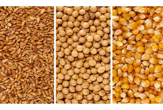 2270 تن نهاده یارانه دار بین دامداران میاندورودی توزیع شد