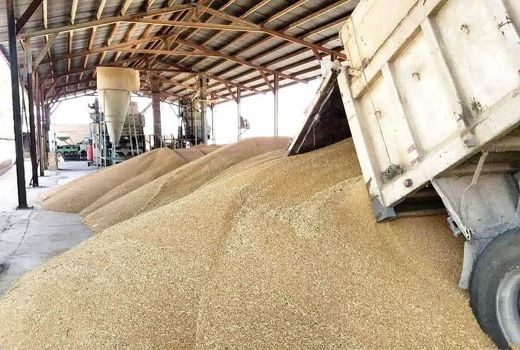 ۱۷ مرکز برای خرید گندم در چهارمحال و بختیاری راه اندازی شد