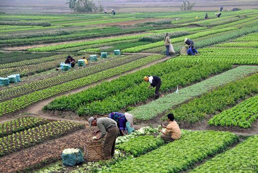کشاورزی در روزهای سخت؛ وقتی مردم پشت خاکریز غذا می‌ایستند