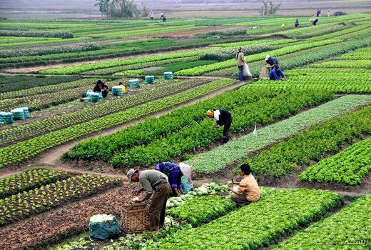 کشاورزی در روزهای سخت؛ وقتی مردم پشت خاکریز غذا می‌ایستند