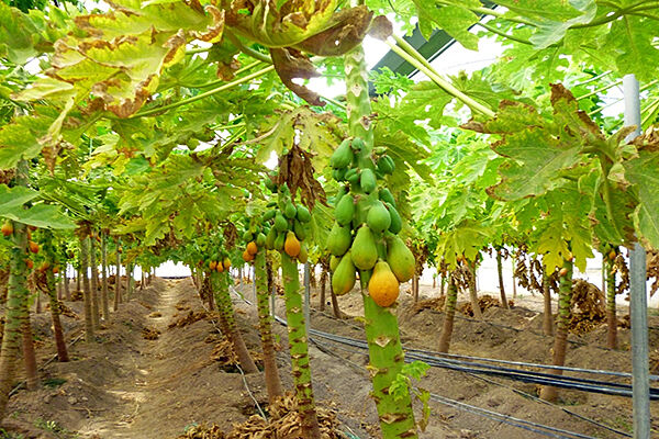 بوشهر قابلیت کشت میوه‌های گرمسیری را دارد