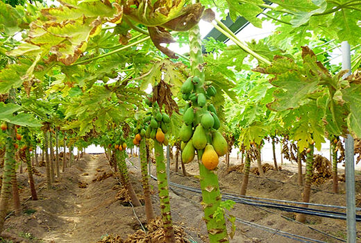 بوشهر قابلیت کشت میوه‌های گرمسیری را دارد