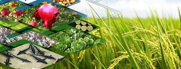 سازمان انرژی اتمی سهم خود را در تامین امنیت غذایی کشور ایفا می‌کند