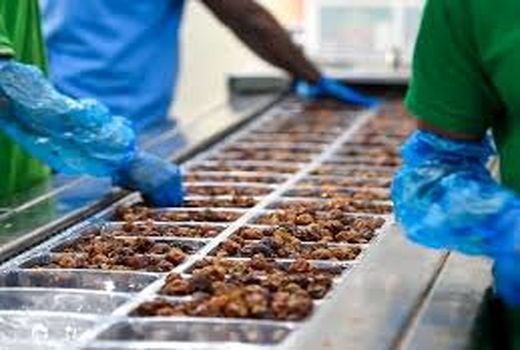 فعالیت بیش از 114 واحد تولیدی و تبدیلی خرما در استان بوشهر