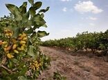 سرشاخه کاری 300 هکتار باغ پسته  در سطح شهرستان ساوه  