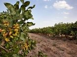 سرشاخه کاری 300 هکتار باغ پسته  در سطح شهرستان ساوه  