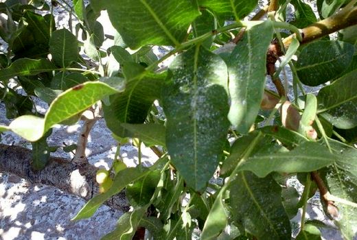 آغاز مبارزه تلفیقی با پسیل پسته 