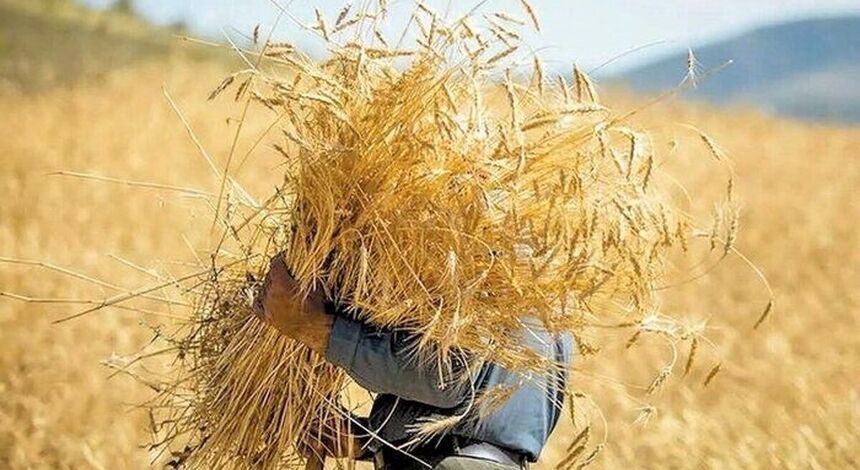 باقی‌مانده مطالبات گندمکاران کشور هفته آینده تسویه می‌شود