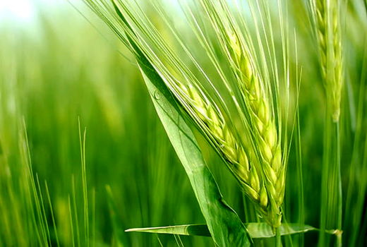 بازگشت به کشت جو نیازمند سیاست‌های حمایتی است/ اصلاح ارقام جو و معرفی ارقام مقاوم 