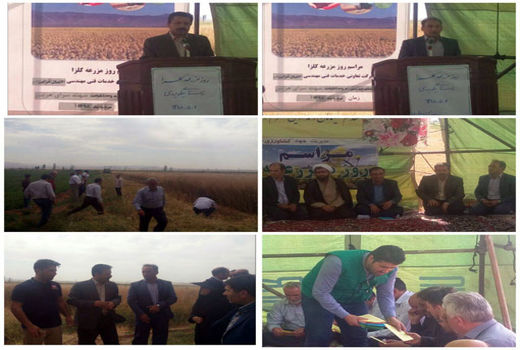 کلزا جایگزین مناسبی برای محصولات با نیاز آبی بیشتر در راستای تغییر الگوی کشت