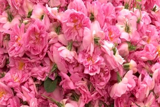 برداشت ۷۲۰ تن گل محمدی از گلستان‌های شهرستان آران و بیدگل