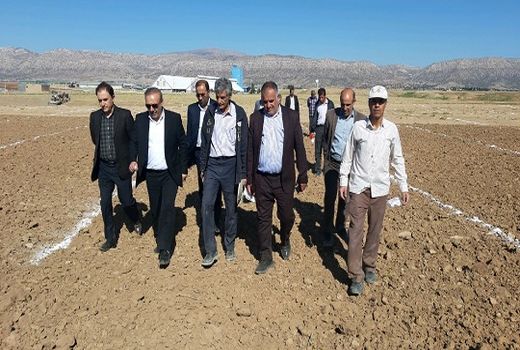 بازدید رئیس سازمان جهاد کشاورزی لرستان از طرح کاشت چغندر قند پائیزه در روستای حاجی مراد