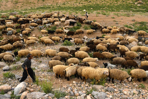 دستورالعمل نحوه اجرای حمایت از تولیدکنندگان دام روستایی ابلاغ شد