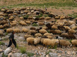 دستورالعمل نحوه اجرای حمایت از تولیدکنندگان دام روستایی ابلاغ شد