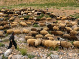 دستورالعمل نحوه اجرای حمایت از تولیدکنندگان دام روستایی ابلاغ شد