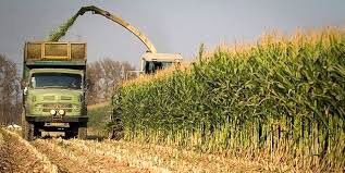 آغاز برداشت 3 هزار و 500 تن ذرت علوفه‌ای در شهرستان چرام 