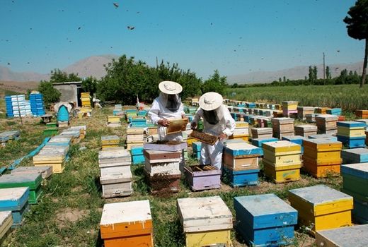 سرشماری زنبورستان های استان از تاریخ ششم لغایت نوزدهم مهرماه انجام خواهد شد