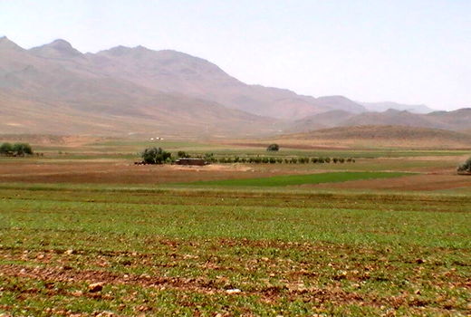 بیش از 186 هزار هکتار محصول گندم و جو در سال زراعی جاری در خراسان شمالی