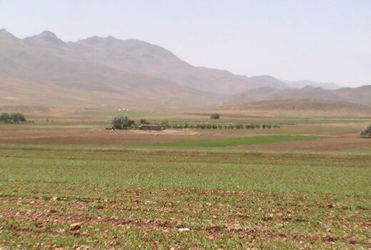 بیش از 186 هزار هکتار محصول گندم و جو در سال زراعی جاری در خراسان شمالی
