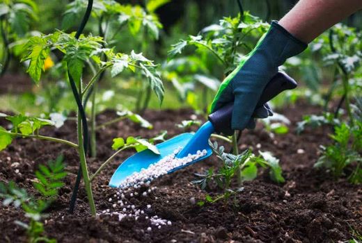 افزایش بهره‌وری در محصولات کشاورزی با استفاده از کودهای شیمیایی