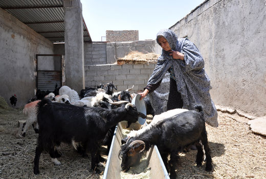 بیش از 2 میلیارد ریال تسهیلات به زنان روستایی سیستان و بلوچستان پرداخت شد