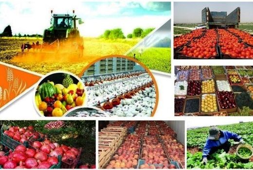 قزوین در صنایع غذایی کشاورزی ظرفیت‌های خوبی برای سرمایه‌گذاری دارد