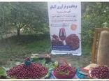 اولین جشنواره آلبالو در شهرستان بروجرد برگزارشد