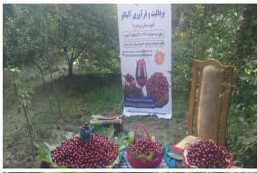 اولین جشنواره آلبالو در شهرستان بروجرد برگزارشد