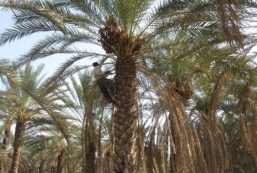 کام فارس شیرین از خرمای مُهر