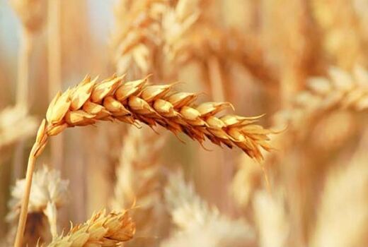 پایش بیماری های گندم و جو در شهرستان بردسیر 