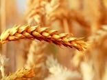 پایش بیماری های گندم و جو در شهرستان بردسیر 