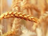 پایش بیماری های گندم و جو در شهرستان بردسیر 