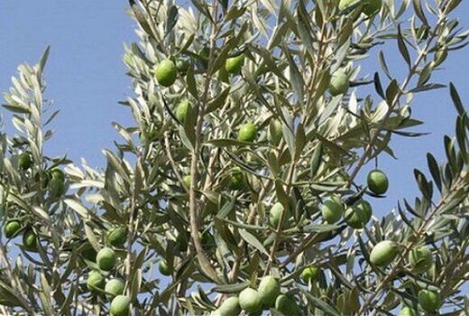 کار برداشت زیتون در سروستان آغاز شده است