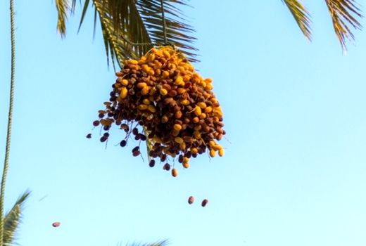 آغاز برداشت خرما از نخلستان‌های گراش