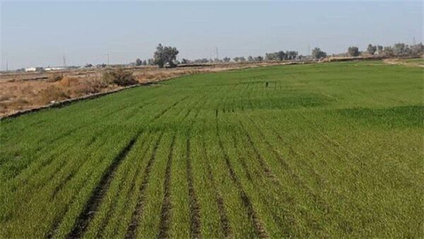 ۶۳۱۰ هکتار گندم و جو برای تولید بذر در قزوین به زیر کشت رفت