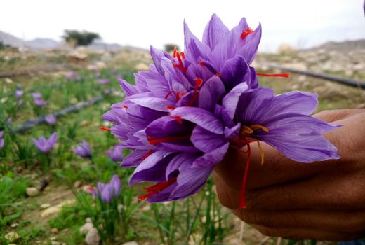 برداشت زعفران در کازرون آغاز شد