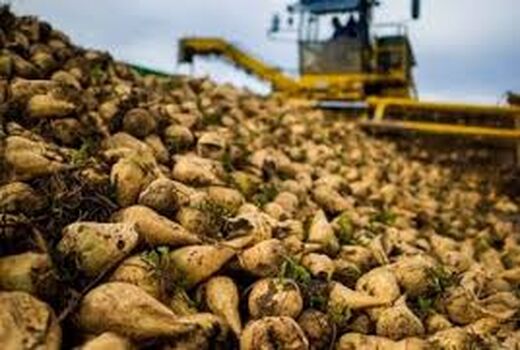 همراهی جهاد کشاورزی با چغندرکاران بر اساس الگوی کشت
