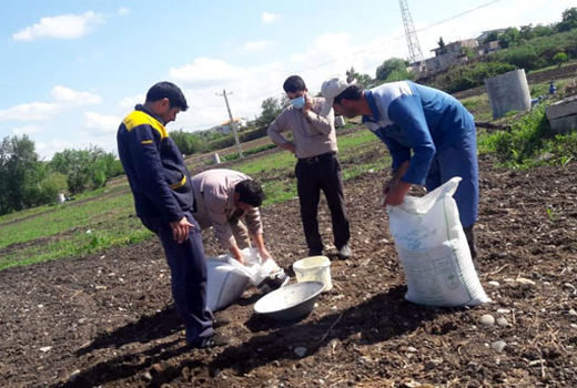 اجرای طرح پایلوت تغذیه پنبه درسطح پنج هکتار در شهرستان خداآفرین 