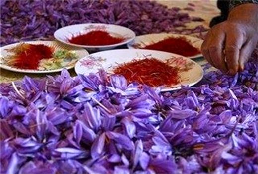 بازارچه زعفران فاروج همزمان با برداشت محصول افتتاح می‌شود
