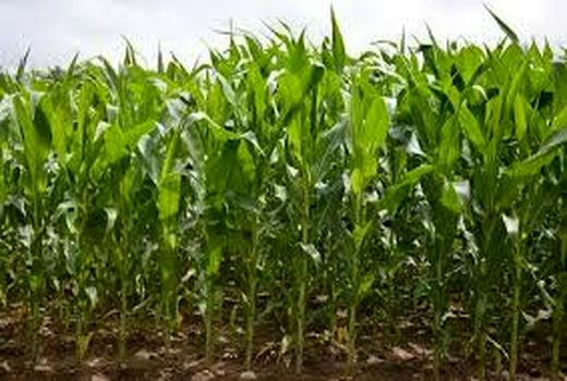 افزایش تولید در مزارع ذرت علوفه ای در مزارع خاک ورزی شده شهرستان بردسیر
